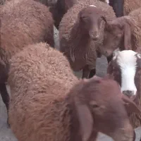 فروش گوسفند مالچه