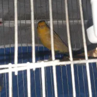 قناری نر نژاد اوپال زرد