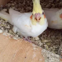 جوجه عروس لوتینو
