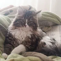 واگذاری گربه پرشین