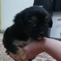 توله پاکوتاه دوماهه|سگ|کیاشهر, |دیوار