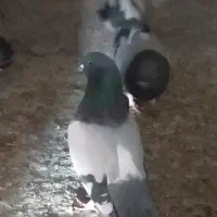 کبوتر پر