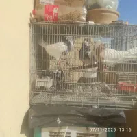 کبوتر طوقی کفترطوقی زرین سیاه الماسی زرد ابی|پرنده|پردیس, فاز ۴|دیوار