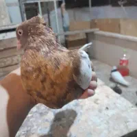 کبوتر|پرنده|خرمشهر, |دیوار