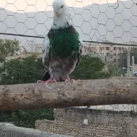 کبوتر پرشی|پرنده|اصفهان, سلطان‌آباد|دیوار