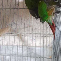 طوطی گرینچیک ۱۰۰ در ۱۰۰ مولد یلوساید نرمال|پرنده|خاوران, |دیوار