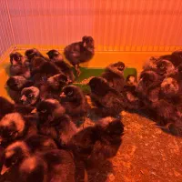 جوجه یک روزه پلیموت راک امروک