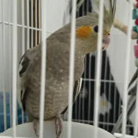 عروس هلندی ماده