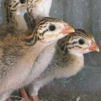 جوجه مرغ شاخ دار