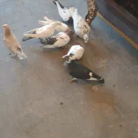 ۱۴ جفت رنگی و پرشی|پرنده|ضیاء آباد, |دیوار