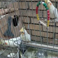 جفت عروس هلندی مولد