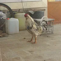 خروس گلین|حیوانات مزرعه|فرخ‌شهر, |دیوار