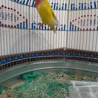 طوطی برزیلی