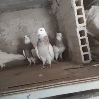 طوقی یه جایی|پرنده|قم, یزدان‌شهر|دیوار