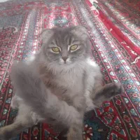 گربه بیریتیش