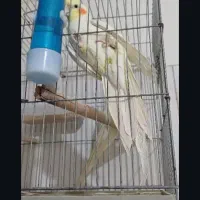 عروس هلندی جفت مولد کارداده  لوتینو خالص|پرنده|شیراز, دارالرحمه|دیوار