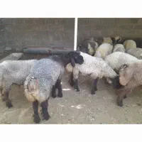فروش بره پرواری .آبپخش