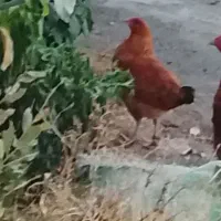 دو عدد مرغ سالم