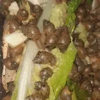 حلزون آچاتینا وآلبینو