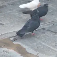 پرنده.کبوتر