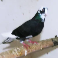 نر طوقی|پرنده|اردبیل, |دیوار