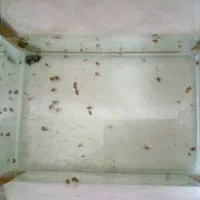 حلزون آکواریوم
