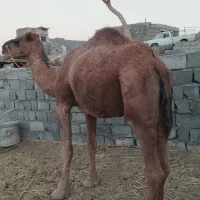 شتر|حیوانات مزرعه|زاهدان, |دیوار