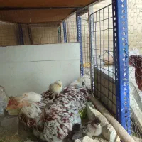 ۲ عددمرغ لاری اصل افغان و ۸ عدد جوجه