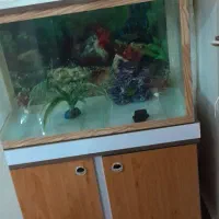 آکواریوم کمددار