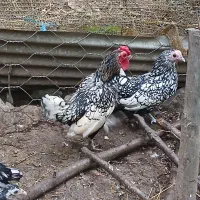 فروش مرغ ،  خروس   و جوجه