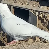 گمشده هرکسی گرفته خریدارم