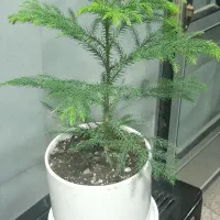 کاج مطبق هیدج ام