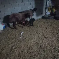 فروش میش و بره