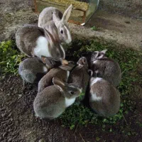 ۸ عدد خرگوش