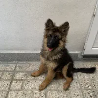 سگ ژرمن شپرد ۴ ماهه