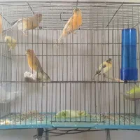فروش قناری، جوجه ی امسال