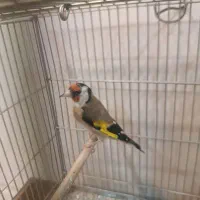 سهره کهنه و پاییزه|پرنده|دورود, |دیوار