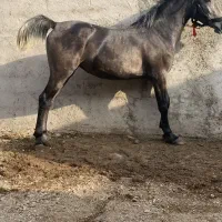 کره مادیون نیله ترکی|اسب و تجهیزات اسبسواری|ساوه, |دیوار