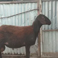 یک عدد بره قوچ