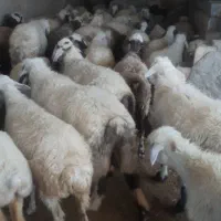 میش بره دار و آبستن