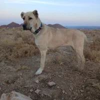 سگ ماده|سگ|تربت جام, میان جام|دیوار