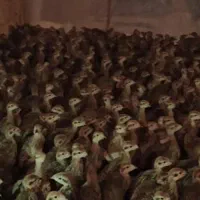 جوجه بلدرچین کوهی