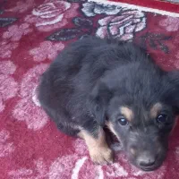 سک باعال سالم|سگ|زارچ, |دیوار