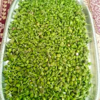 بذر کاپاریس یا کهورگ|گل و گیاه طبیعی|زابل, |دیوار