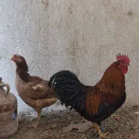 مرغ خروس