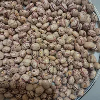 لوبیا چیتی|خوردنی و آشامیدنی|مرودشت, استادیوم‎|دیوار