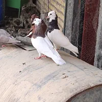 جفت طوقی