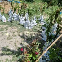 پیش فروش نهال هلو سرخابی|خدمات باغبانی و درختکاری|اردکان, |دیوار