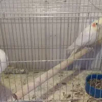 فنچ وعروس هلندی مولد