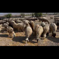 فروش ۲۰۰راس میش|حیوانات مزرعه|کازرون, |دیوار